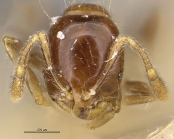 Media type: image;   Entomology 20941 Aspect: head frontal view